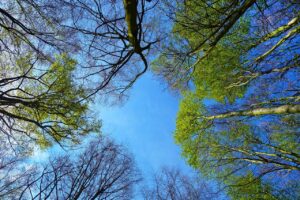 口臭を防ぐための歯磨き薬は有効ですか？