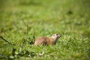 市販サプリによる口臭対策の比較はどれが効果的？