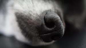 鼻呼吸を習慣にすることで口臭を減らす方法は？
