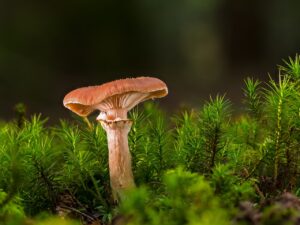 ピロリ菌除菌で口臭改善は可能なのか？