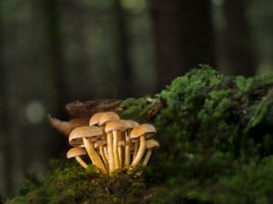 ピロリ菌除菌による口臭改善の効果とは？