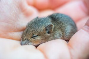 マウスピースを使った睡眠中の口臭減少の効果は？