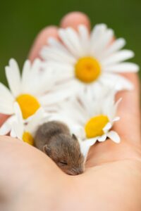 マウスピースを使った睡眠中の口臭減少方法は？