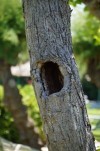 奥歯の虫歯が口臭の原因になるのはなぜ？