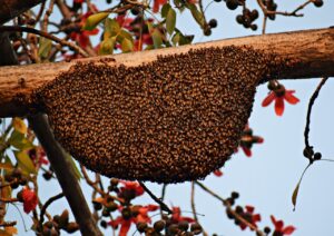 プロポリスの口臭対策に効果的なサプリ体験は？