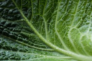 水分不足が引き起こす口臭の影響とは？