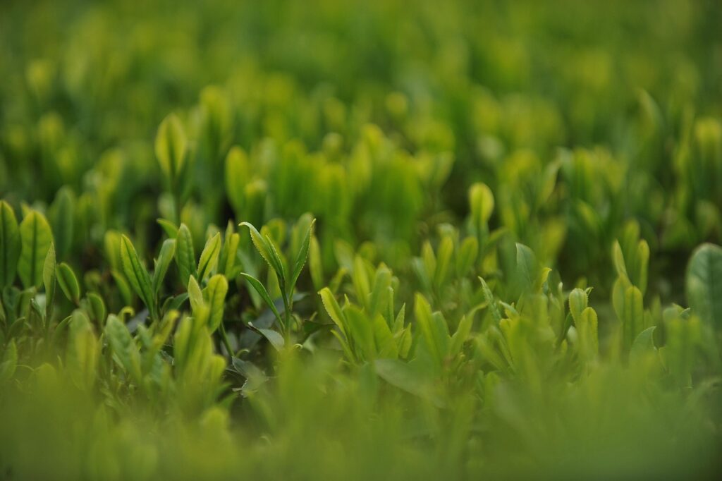 緑茶を使ったうがいで口臭予防はできるのか？