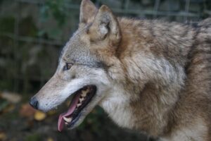 入れ歯の口臭対策にはどんな方法があるの？