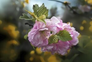 扁桃腺の口臭対策にはどんな方法があるの？