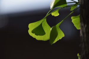 胃腸の健康を改善することで口臭を抑える方法は？