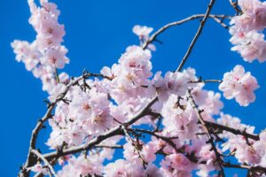 口臭が甘い匂いの原因とは何ですか？