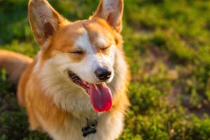 舌磨きの効果がない理由とは？